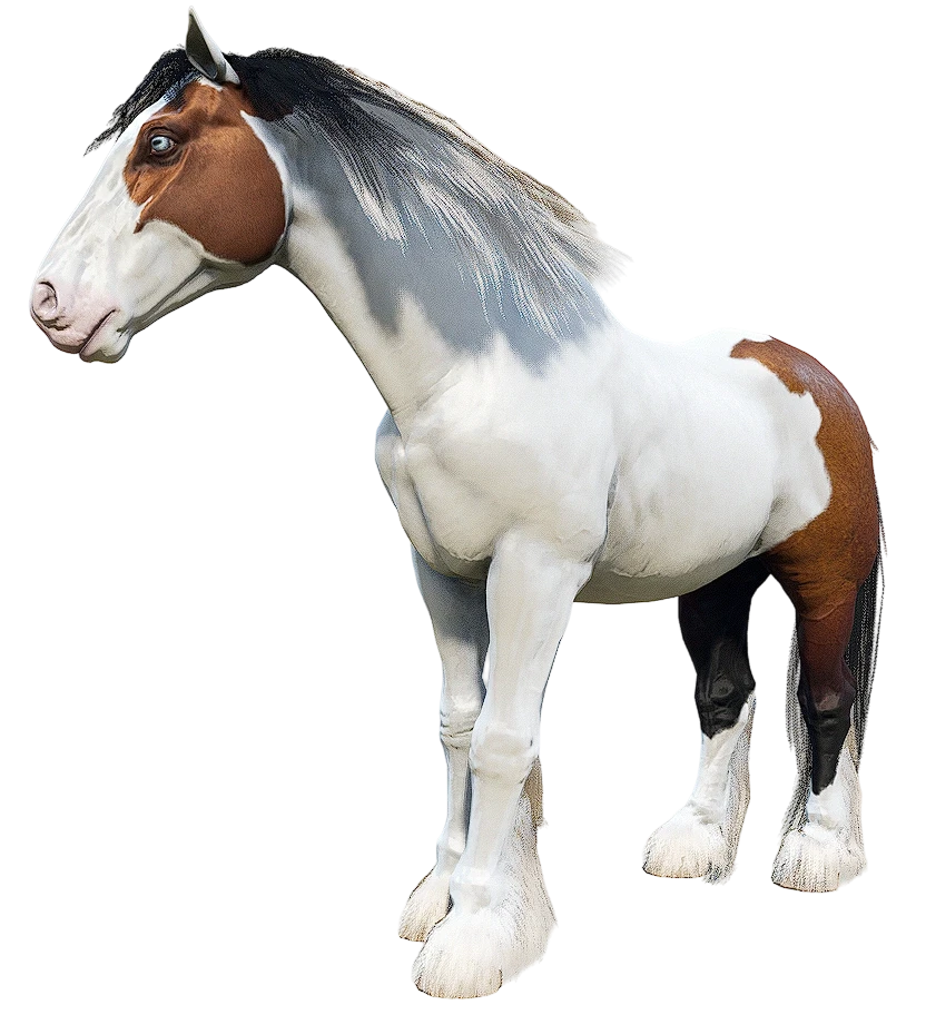 Splashed Bay Gypsy Cob