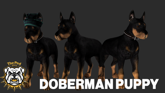Doberman Pup