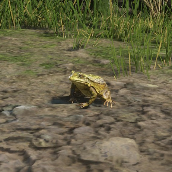 Grenouille taureau