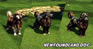 Newfoundland Dog