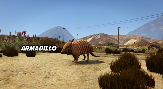 Armadillo