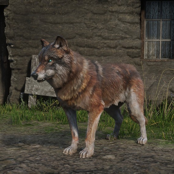 Loup des Montagnes