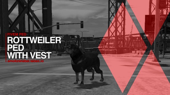 ROTTWEILER WITH VEST