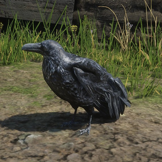 Grand corbeau