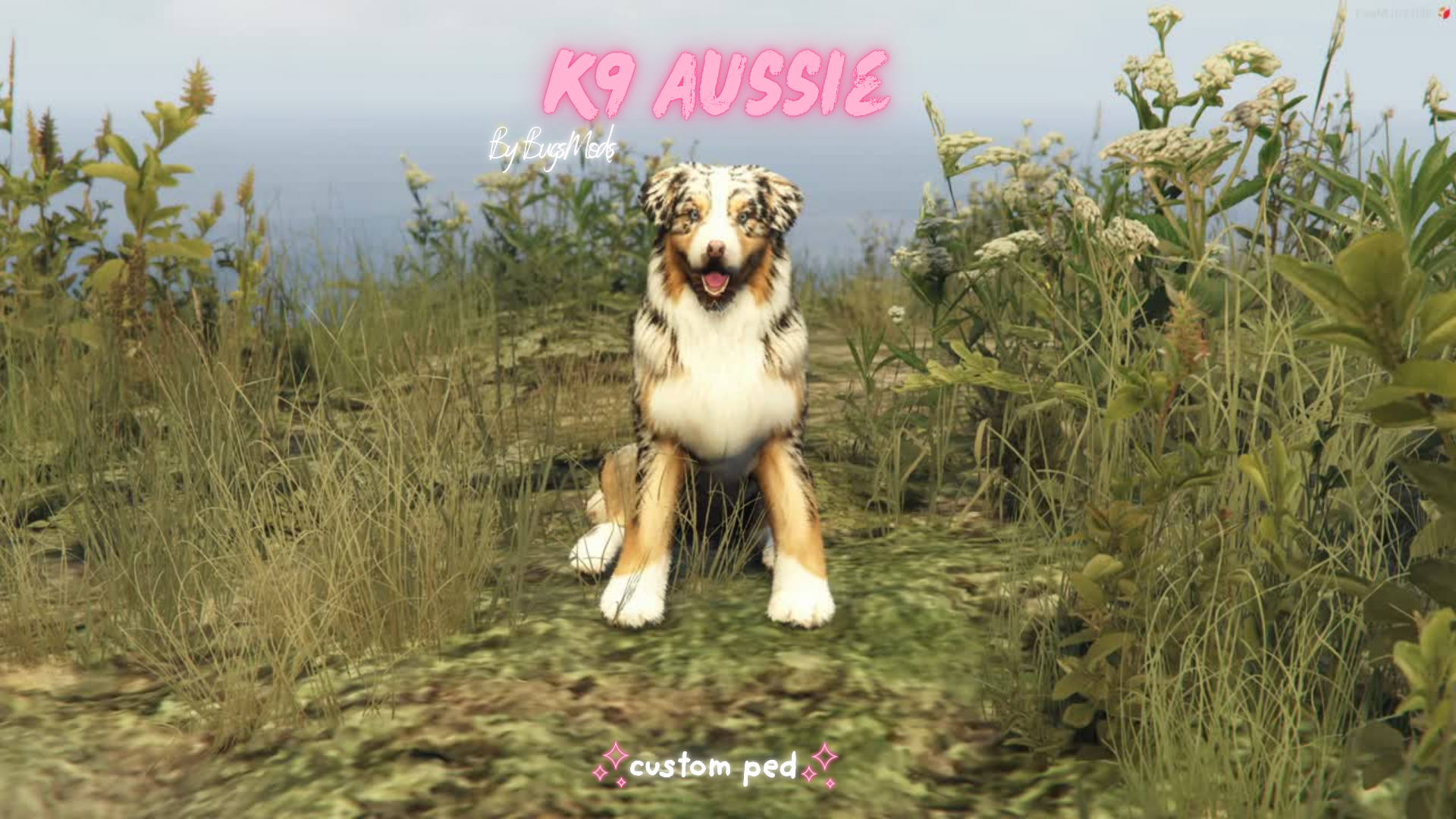 (ESCROWED) K9 / CIV Australian Shepherd Ped