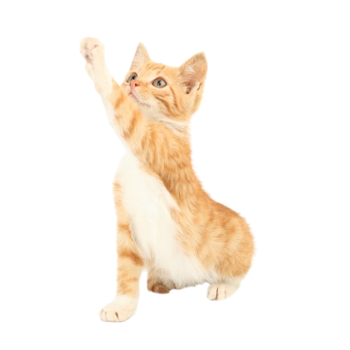 Kat