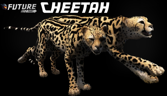 [ANIMAL] Cheetah