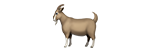 Goat