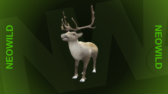 Reindeer