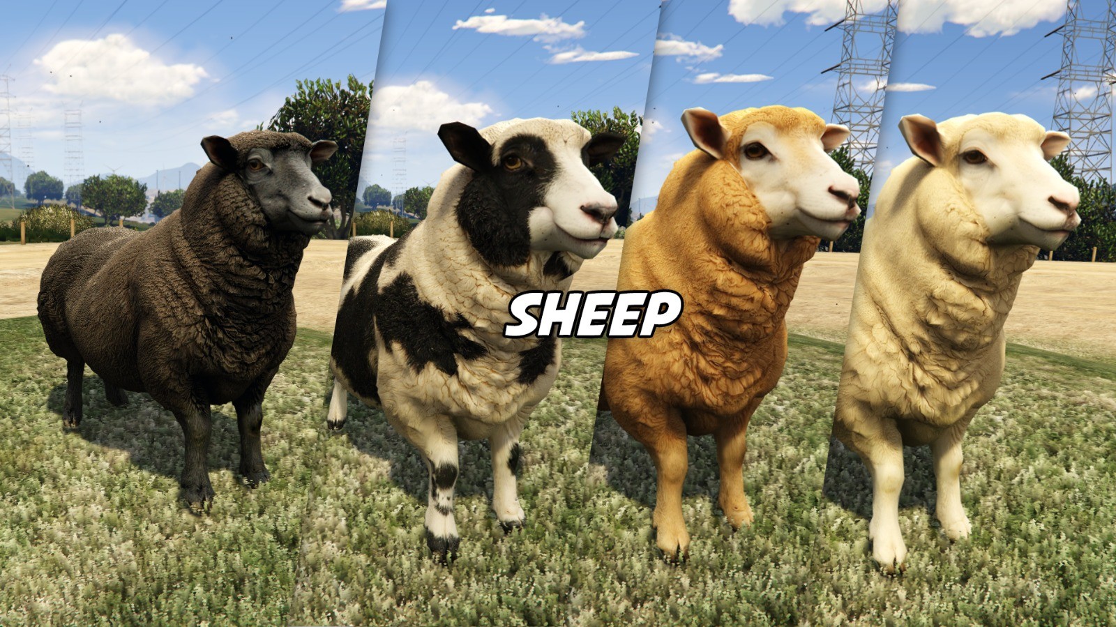 Sheep