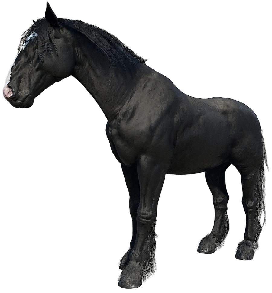 Raven Black Shire