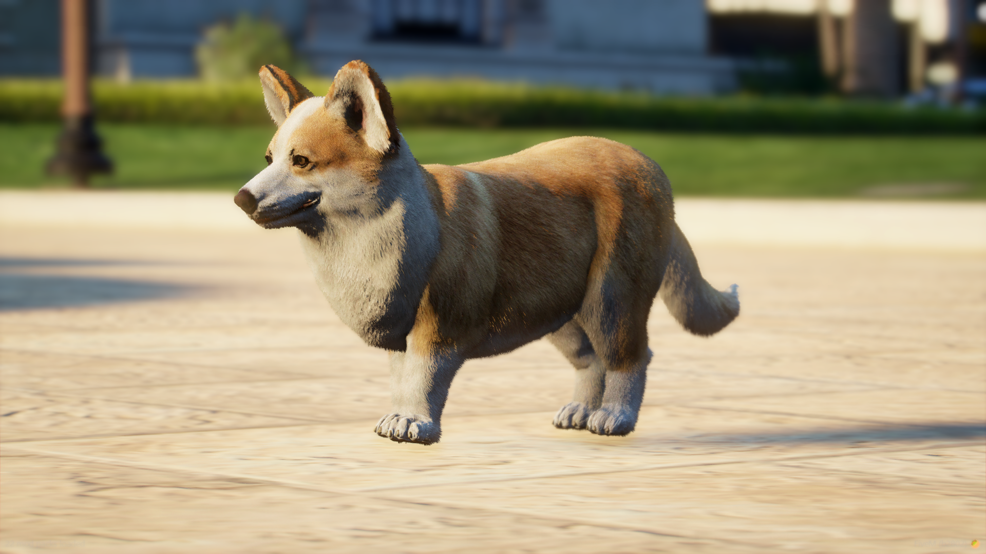 Corgi