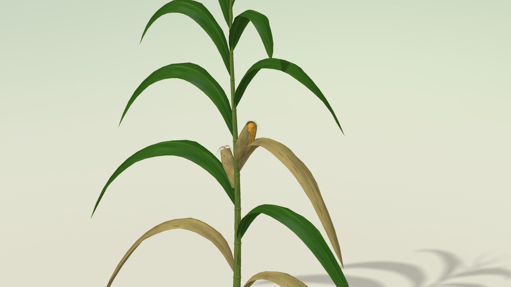 Corn Plant