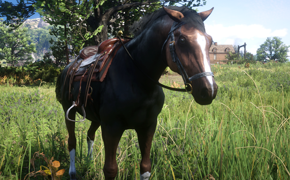 Anglo Arabe DarkBay - Macho