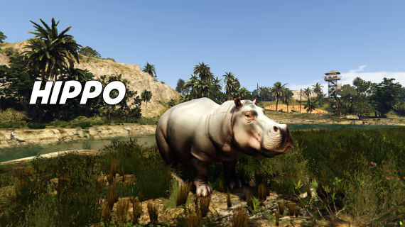 Hippo