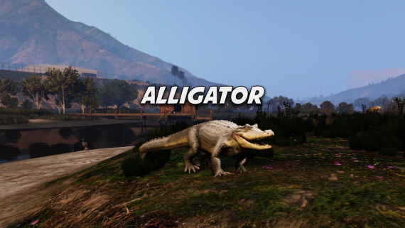 Alligator