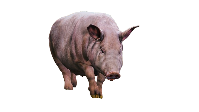 🐷 HUISDIER VARKEN