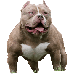 Pitbull