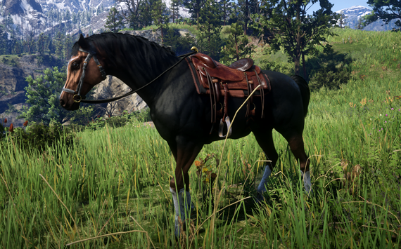 Anglo Arabe DarkBay - Macho
