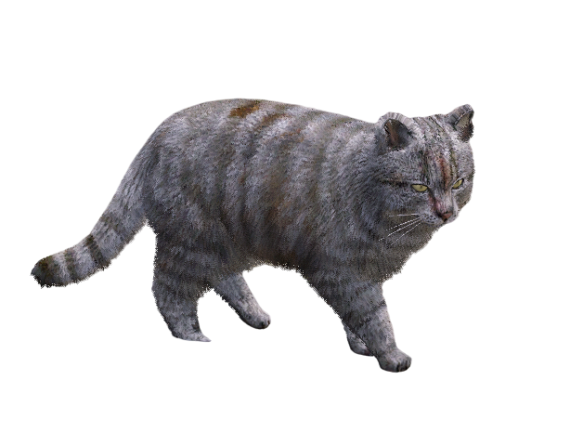 Gatinho
