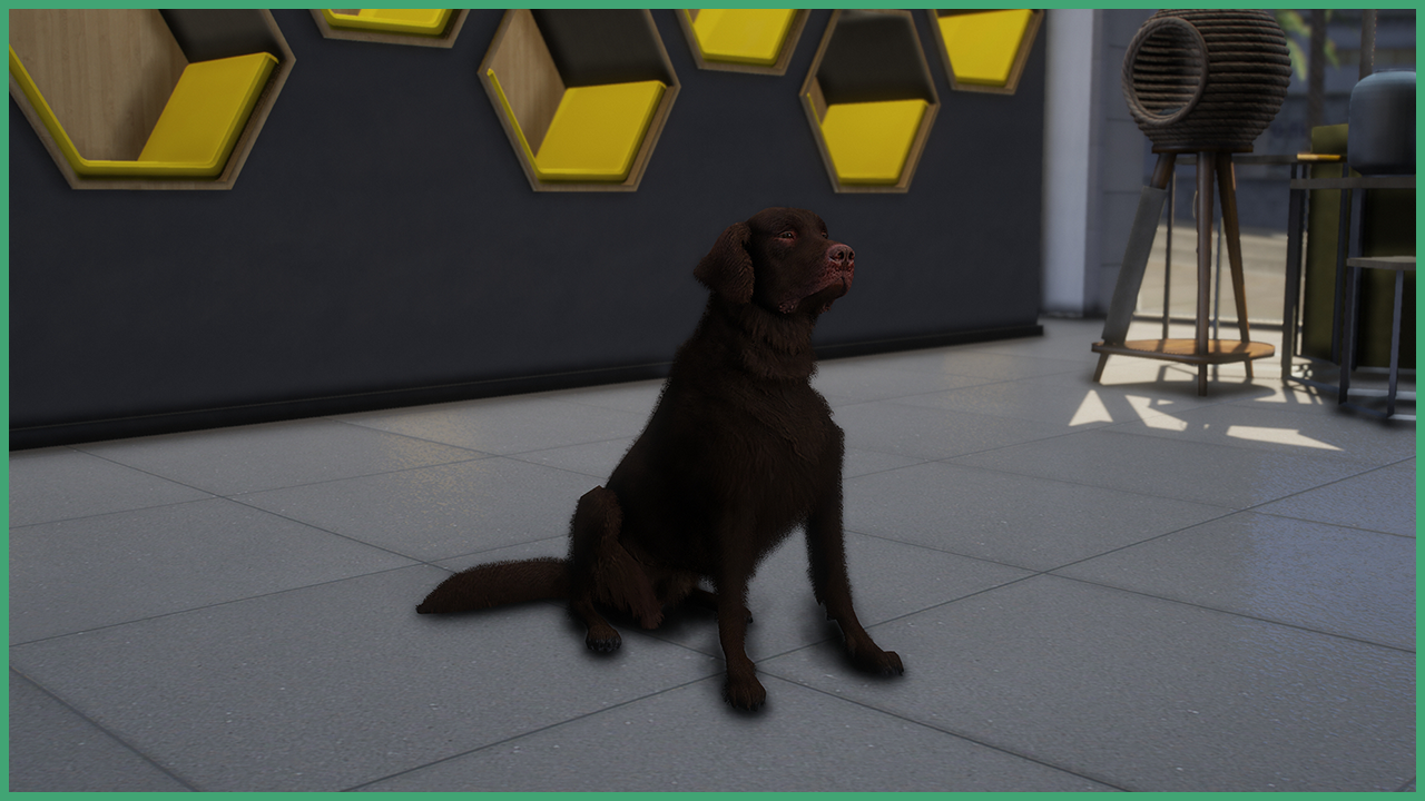Chocolate Retriever