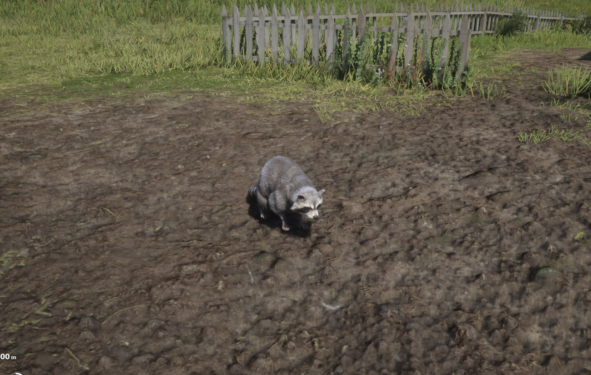 Waschbär