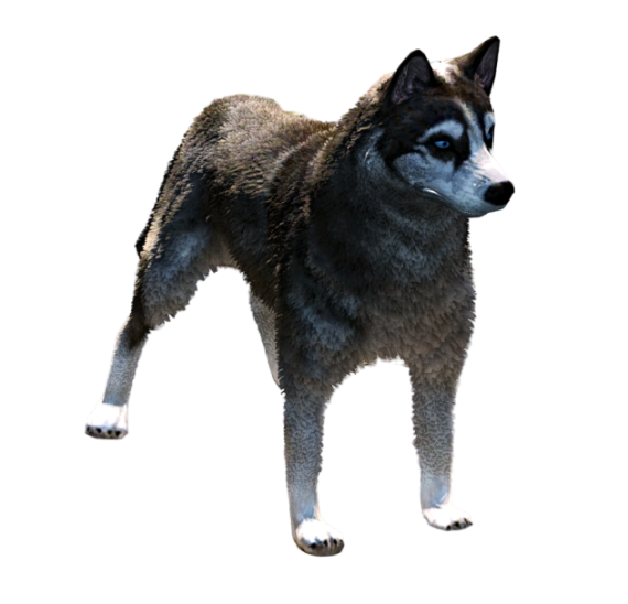 Husky Siberiano