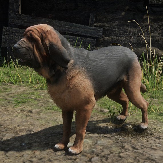 Chien de Saint-Hubert