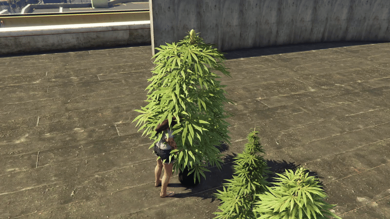 Cutting weed