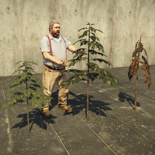 Coffee plant
