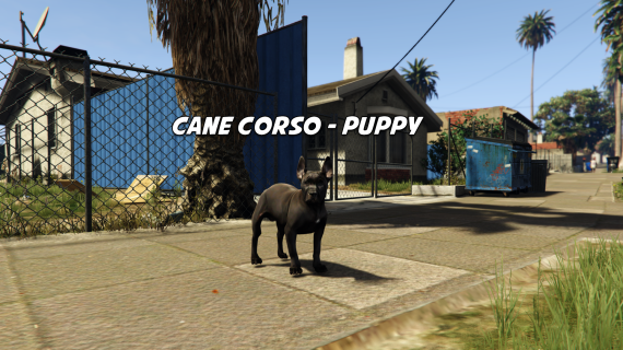 Cane Corso - Puppy