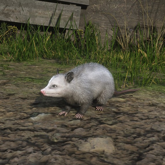 Opossum