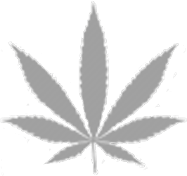 White Widow Bundle