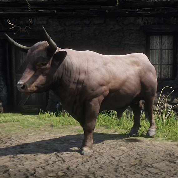 Bœuf