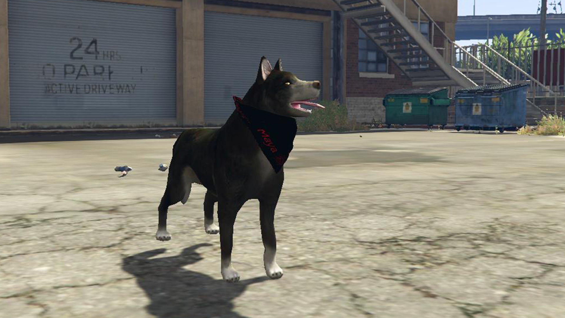 Husky with Bandana