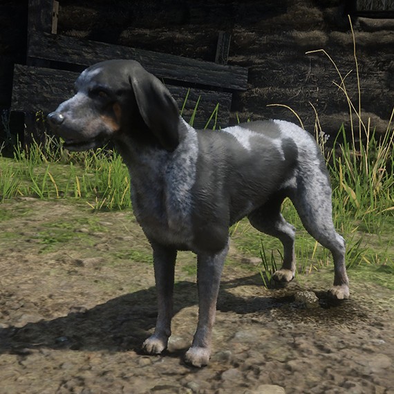Chien Coonhound Bluetick