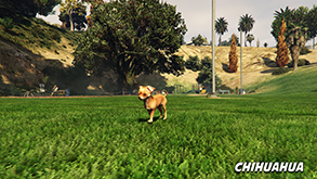 Chihuahua
