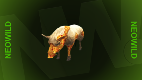 Infected Boar