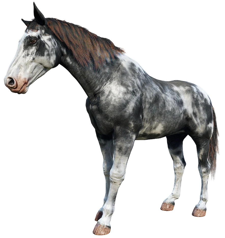 Gray Roan Sabino Nokota