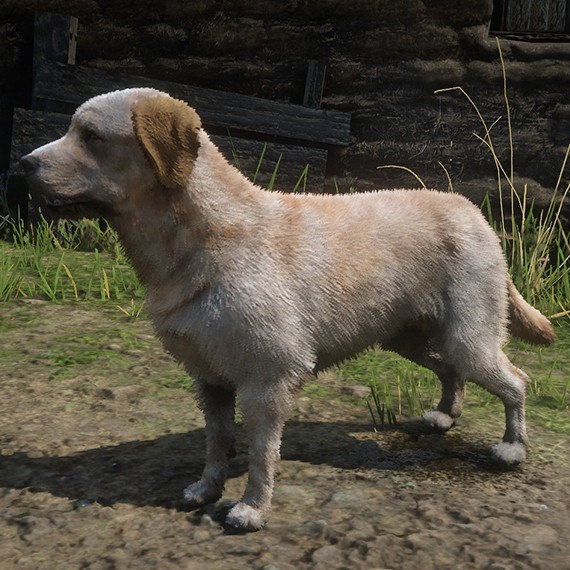 Labrador Retriever