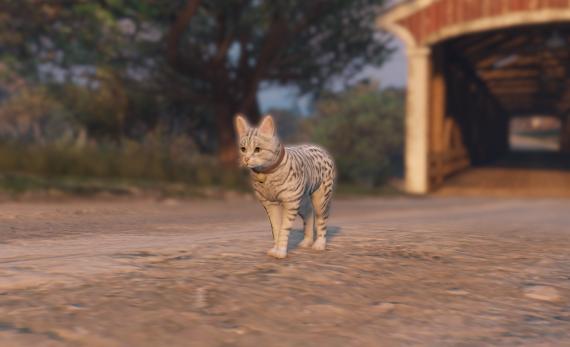 Cute Cat
