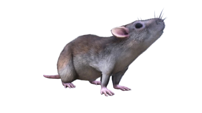 🐀 HUISDIER RAT