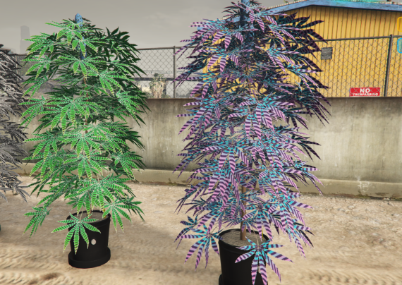 Psychedelic Weed Plants!