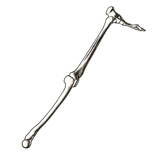 SQUELETONSTICK