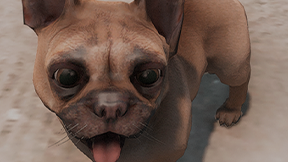 [DOG] [PUPPY] Puppy French Bulldog