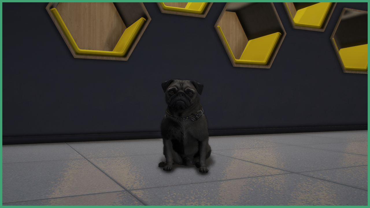 Grey Pug