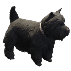 Overige honden