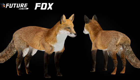 [ANIMAL] Fox