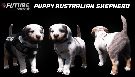 [DOG] [PUPPY] Puppy Australian Shepherd K9