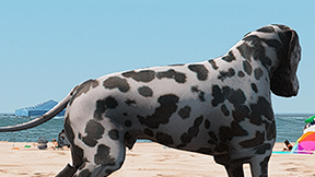 [DOG] Dalmatian